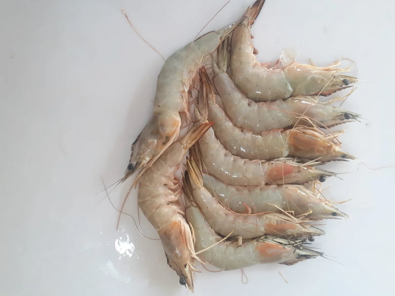 فروش میگو سرتیز